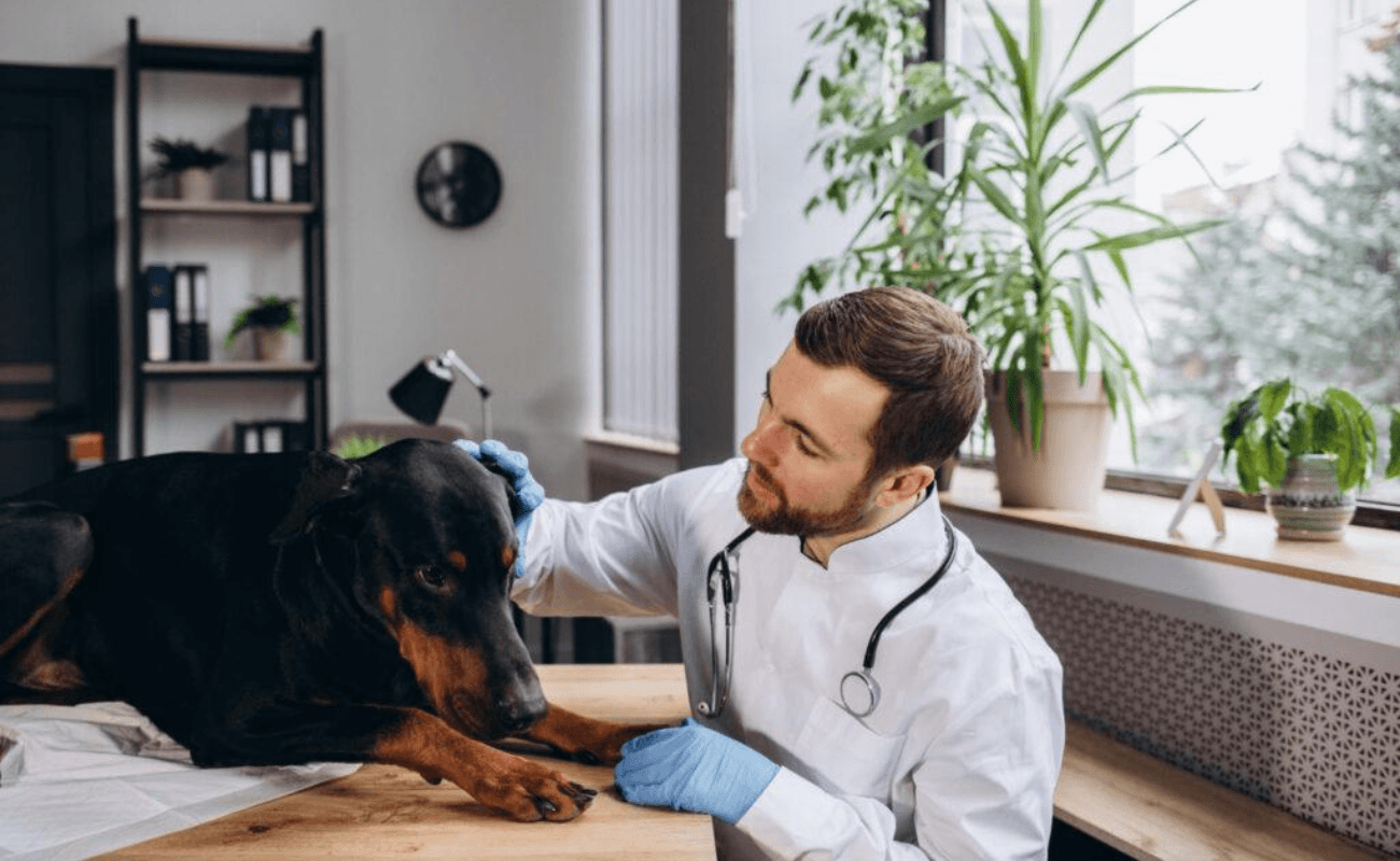 Trauma secundário na medicina veterinária: quando o sofrimento do outro também adoece quem cuida